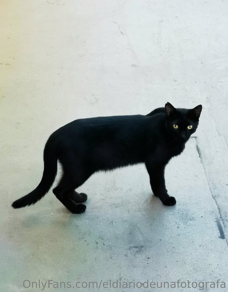 eldiariodeunafotografa star top gallery