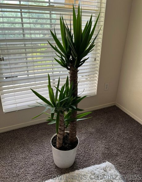 jazzy3ds best star pic