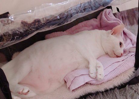 akari 813 pretty pornstar pictures