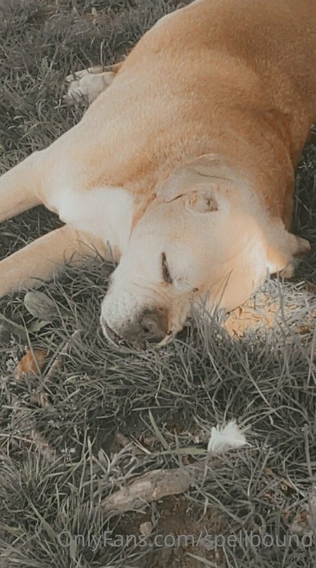 Spellbound high quality model pics