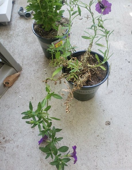 college teacher onlyfans beautiful nude pic