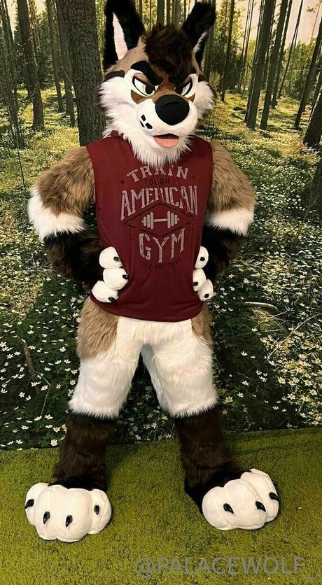 palacewolf star top gallery