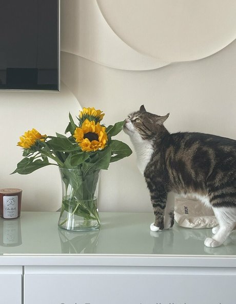 pollylittlecaprice best star galleries