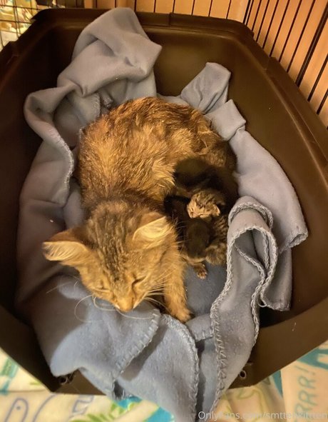 mollymaeve hd model gallery