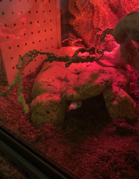 mollymaeve sex actress photo