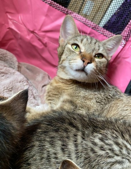 misslolaluxxxfree adult star galleries