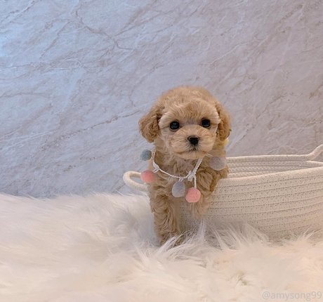 amysong99 pornographic model pics