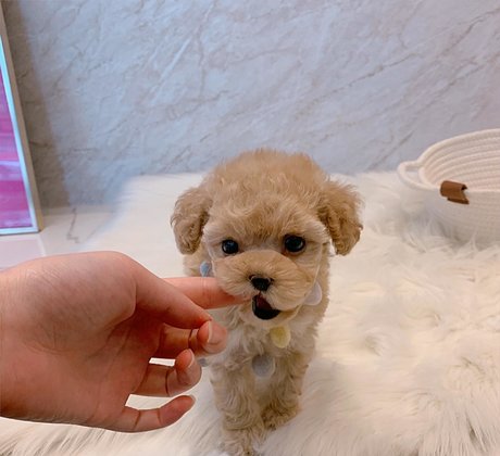 amysong99 sexy model images