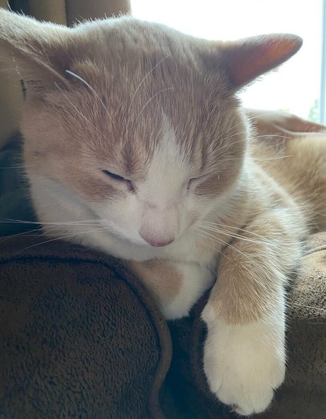 shemale cum in mouth onlyfans hot sexy img