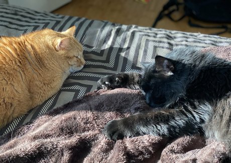 somelittlecrumbs pornstar erotic image