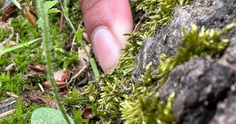 solecirilla pornographic model archive