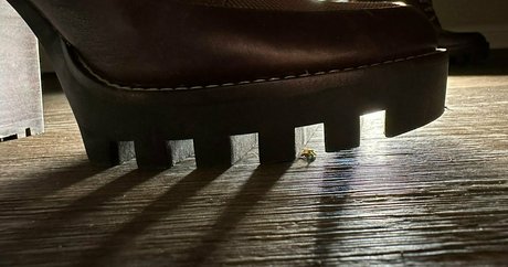 solecirilla top star picture