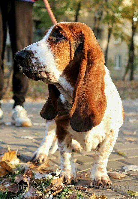 freedomsun hd actress gallery