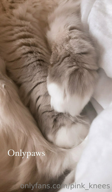 pink knees Profile Photo