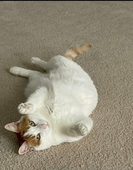 cosplay femboy onlyfans best picture