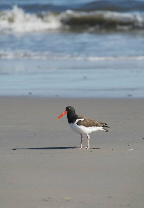 gobirdsbabefree adult star gallery