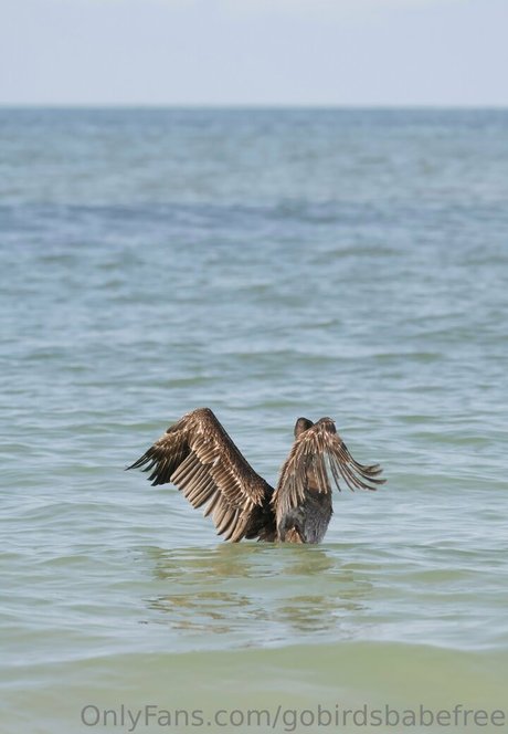 gobirdsbabefree star nice galleries