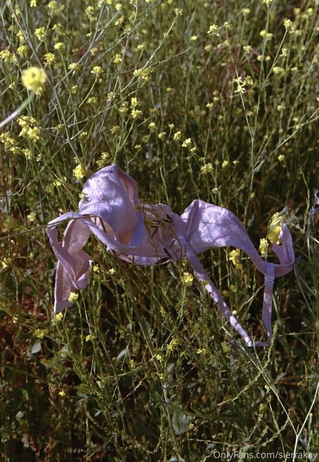 sierrakay model naked archive