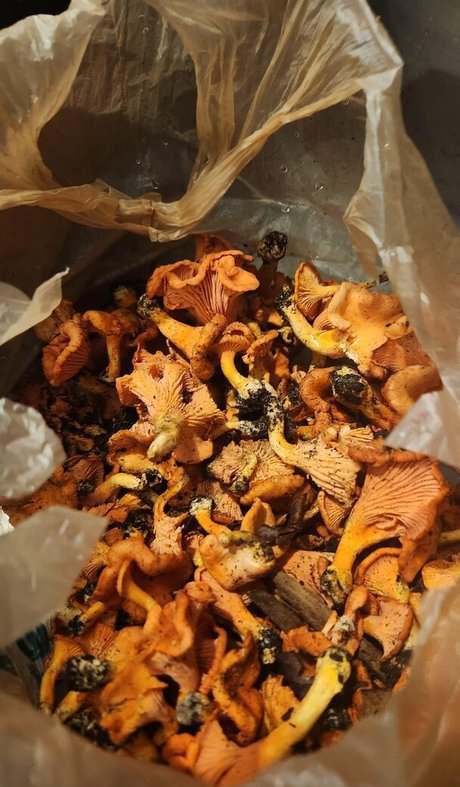 Lovebush1313 xxx actress archive