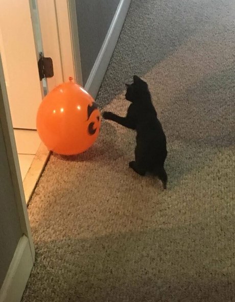 Lovebush1313 erotic star pic