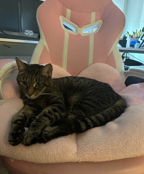 torylovexxx star hd archive