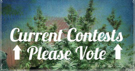 ginger420expo perfect pornstar photo