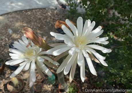 tallielorain free star pictures