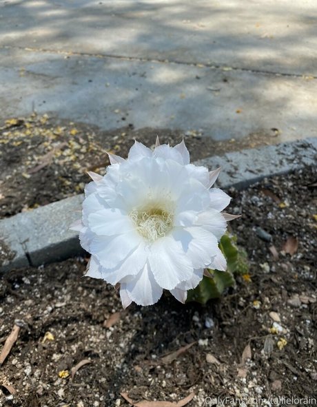 tallielorain pornstar free pics