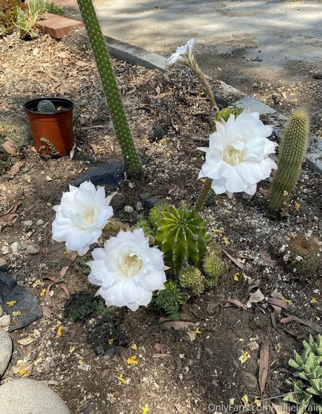 tallielorain hot pornstar gallery