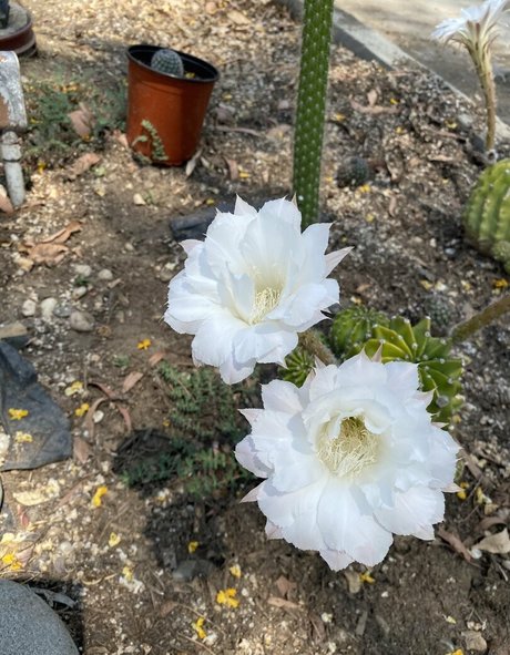 tallielorain pornstar exclusive photos