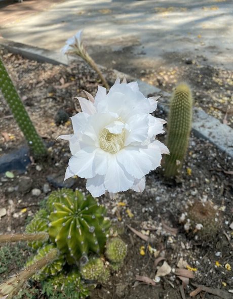 tallielorain model nice pics