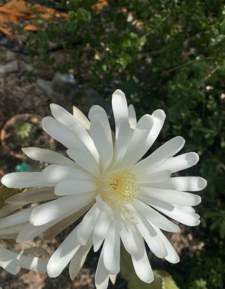 tallielorain beautiful star image