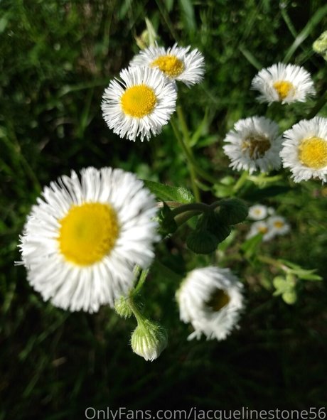 jacquelinestone56 nude actress images