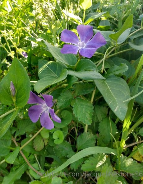 jacquelinestone56 model best picture