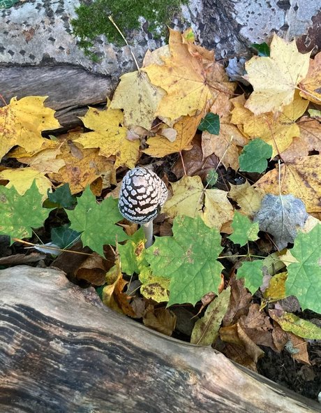 emiliamars sex star pic