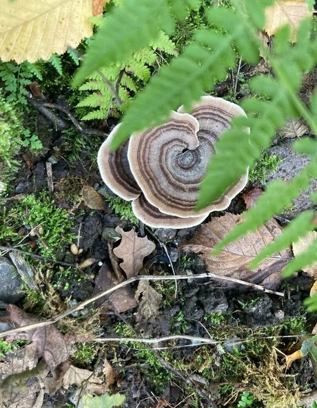 emiliamars hd pornstar gallery