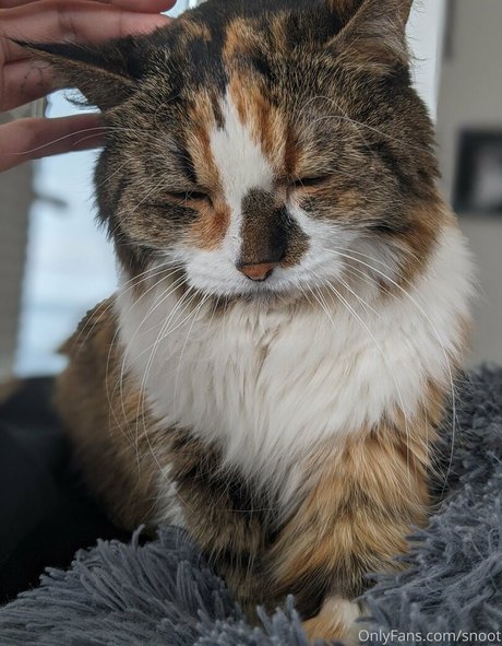 snoot pornstar exclusive image