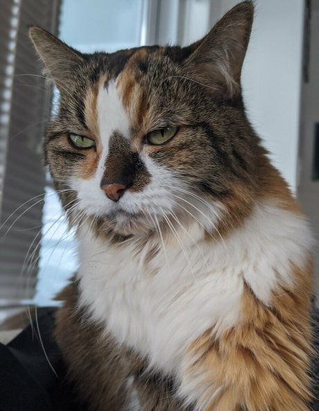 snoot star pretty pic