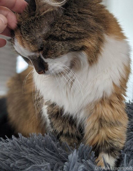 blowjob asian onlyfans porn pics