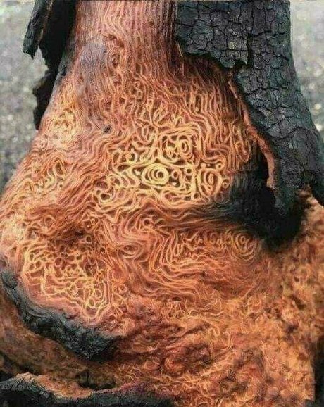 hotmesstv beautiful star archive