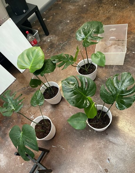 spicysundayx hd star img