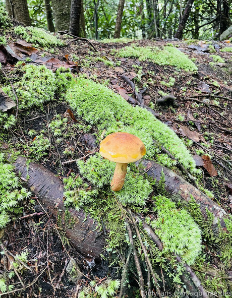 Abella Anderson art model pics