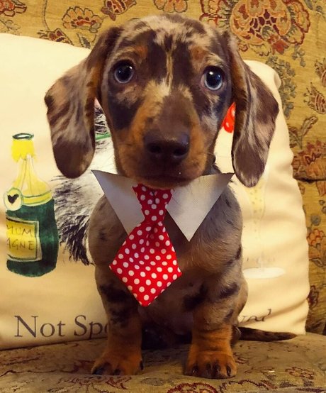 Chanelle Mauricette art pornstar galleries