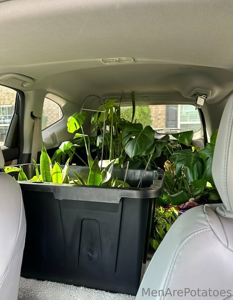 menarepotatoes star free archive