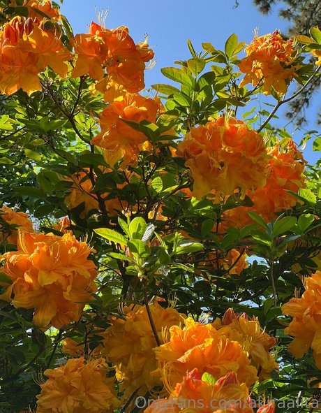 fat girls onlyfans beautiful nude image