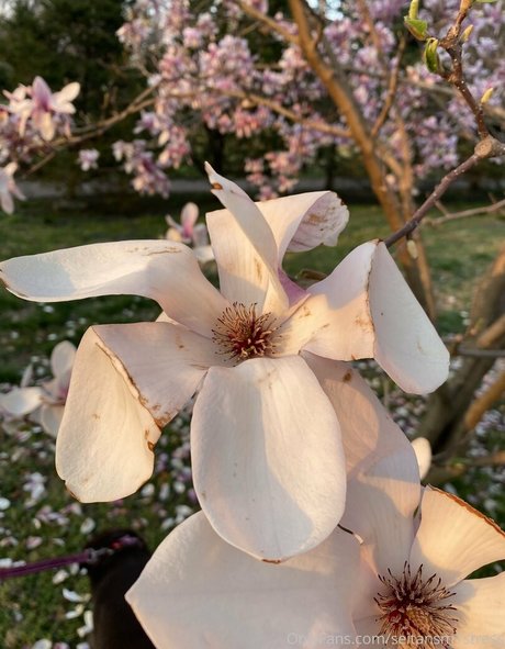 femdom facesitting onlyfans hot sex archive