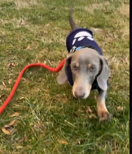 real tiffany star nice photo