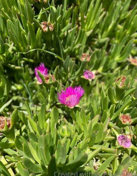 shadeofme high quality model pic