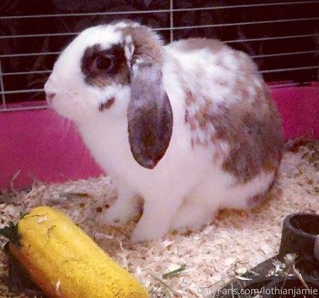 ebony onlyfans sex gallery